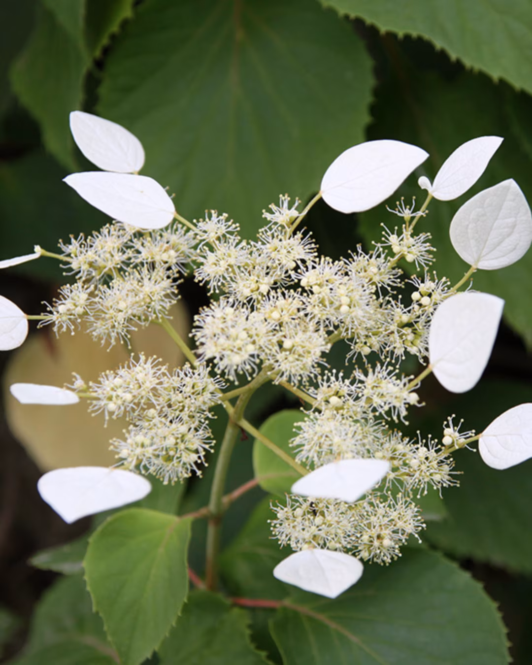 Schizophragma hydrangeoides ‘Moonlight’